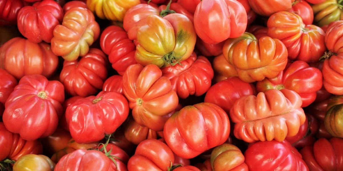 La Tomatina: przewodnik po najsłynniejszej bitwie na pomidory w Hiszpanii