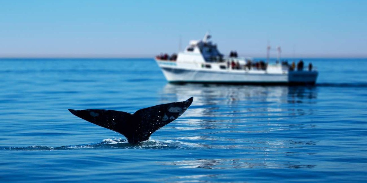 Obserwacja wielorybów na Azorach: najlepsze miejsca i sezony