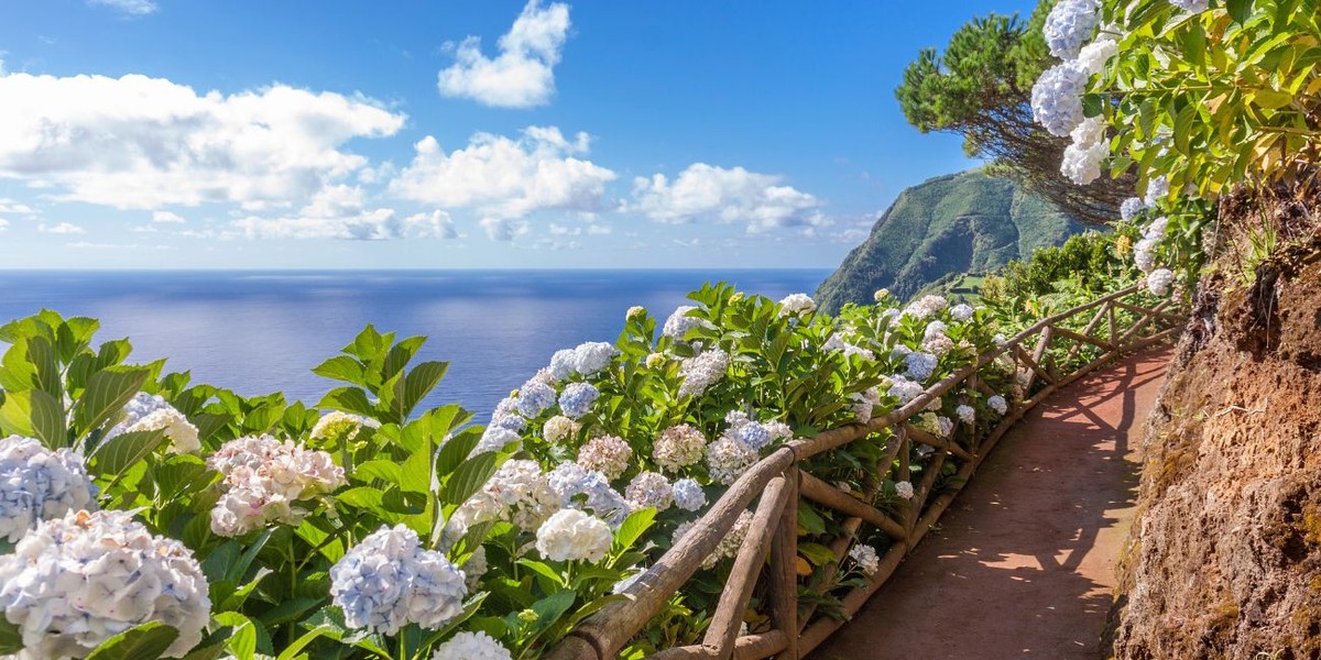 Flora Azorów: przewodnik po endemicznych roślinach