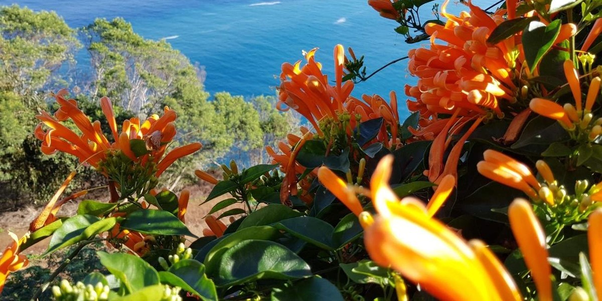 Festiwal Kwiatów na Maderze: wszystko, co musisz wiedzieć!